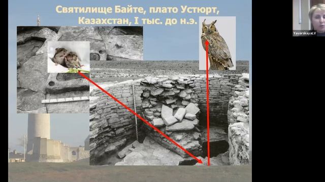 Археозоология: задачи, проблематика, значение в современной археологии. Часть 2