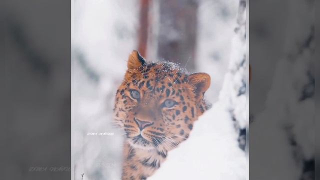 Наша планета. Наш мир. Природа. Медведи. Beautiful Nature.