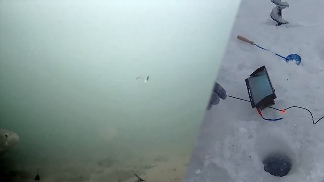 СЛОВНО СОН! ОКУНИ СХОДЯТ СУМА ОТ ЭТОЙ МОРМЫШКИ! Зимняя рыбалка 2021 окунь, мормышка