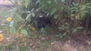 вырастил, убил, зажарил, убой свиньи, сколько мяса в вьетнамской свинье, разделка кабана