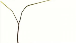 формирование куста винограда   одноплечий Гюйо