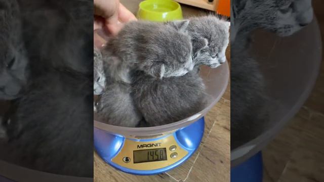 Русские голубые котята Ruzara Малыши доступны для резерва 💙