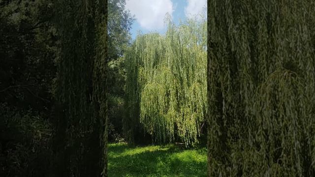 Плакучая ива