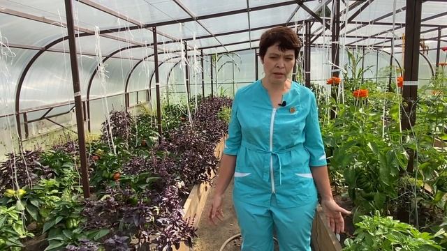 Вершинная гниль перца. Школа продвинутого садовода