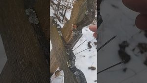 Могильные иглы