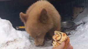 Petunia the Baby Bear Cub Eating a Cinnamon Roll