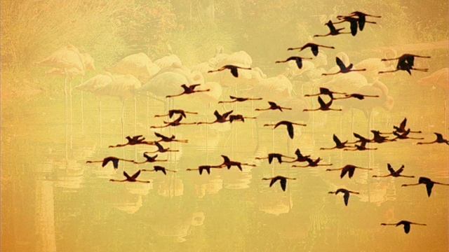 Flamenco Chill Chambao смотреть онлайн