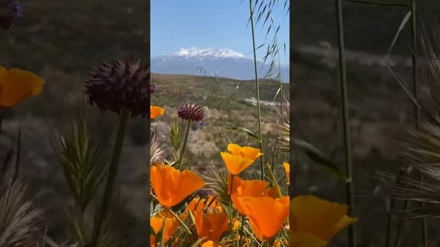 Цветение калифорнийского мака - символа Калифорнии. Eschscholzia californica. California poppy