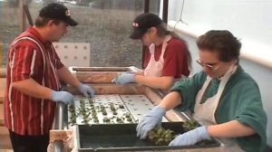 Свежий салат круглый год. Салат на гидропонике.