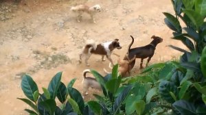 Unstoppable Dog mating // Mizo ui