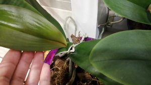 Серая сухая гниль на орхидее. #хештег#моишестьсоток#орхидеи