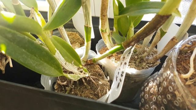 2 орхо-трупа, новые дендры, каттлейные - и БЮДЖЕТНЫЕ контейнеры для них смотреть онлайн