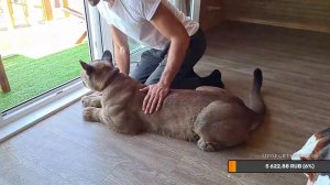 Прямой эфир. Домашний выходной