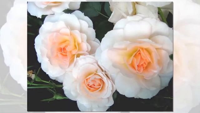 Schloss Eutin Rose Kordes Modern Shrub