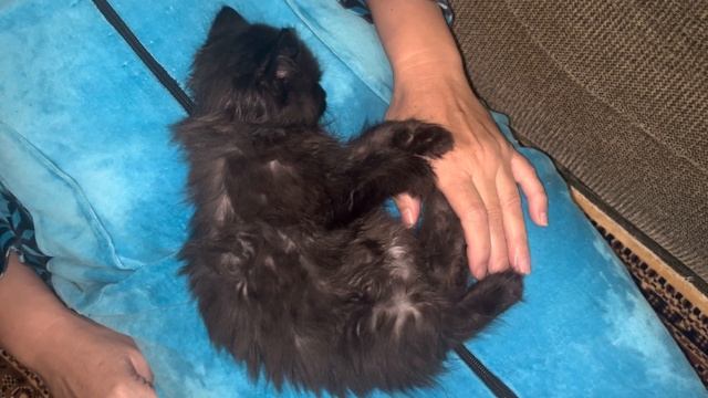 Эпизод №18. Что ж тебе снится, чёрный котёнок? ? смотреть онлайн