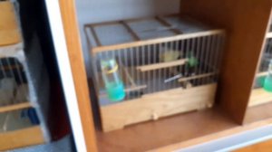 Содержание и разведение канареек. Кормление.