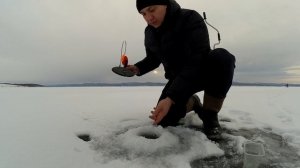 Рыбалка на окуня в заливе Красноярского водохранилища