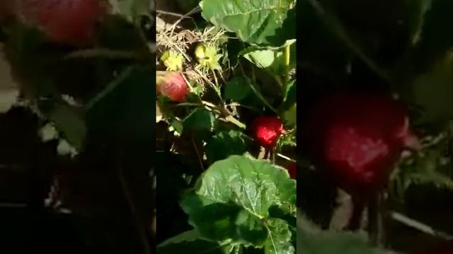 Сорта клубники -Роксана и Кристин смотреть онлайн