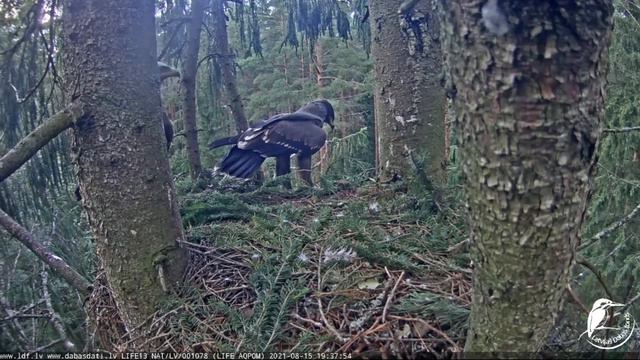 Mazais ērglis~Rat, brought by Andris escapes from the nest😂 ~7:37 PM 2021/08/15 смотреть онлайн