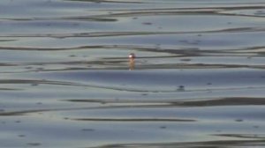 *Наливной поплавок*,* Самодур *. Рыбалка на Алюминиевом пляже 12 окт.23 г.