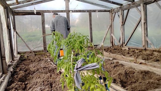 Как я высаживаю помидоры лёжа.#дача #теплица #рассада # смотреть онлайн