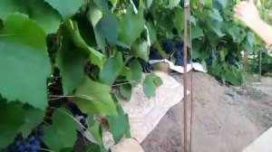 СЕРКИН ДМИТРИЙ ВЫВЕЛ САМЫЙ ЗИМОСТОЙКИЙ СОРТ ВИНОГРАДА. ВИНОГРАД   ЗИМУЕТ ПОД ОТКРЫТЫМ НЕБОМ. ЯКУТИЯ