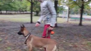 Как понять язык тела и эмоции собаки? Учимся понимать о чем думает ваша собака