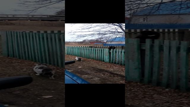 Котики. Васек нашел подружку.