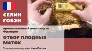 Отбор плодных маток и переформирование Мини+ под новые маточники (Селин Гобэн, Франция)