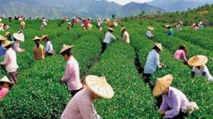 Опустынивание земель