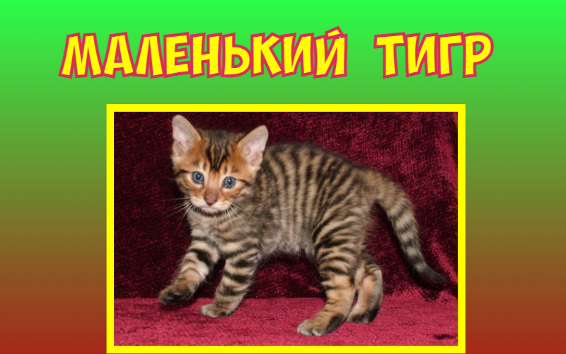 Маленький тигр. Сказка. Цыферов Г. М.