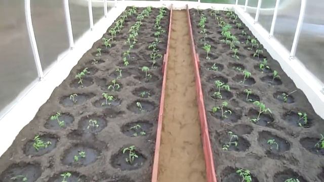 Теплица Сота - видео путешествие смотреть онлайн