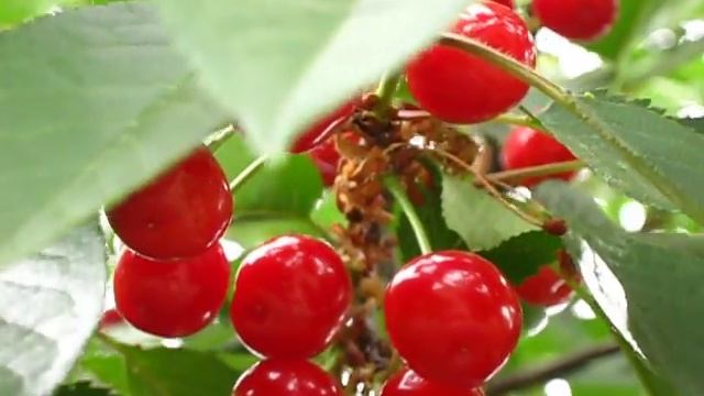 Черевишня смотреть онлайн