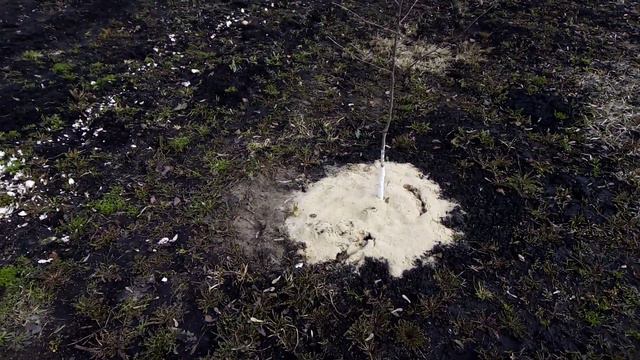 Ранняя посадка ЛУКА на ЗЕЛЕНЬ. Открытие ПОСАДОЧНОГО СЕЗОНА. 30.03.2019г. смотреть онлайн