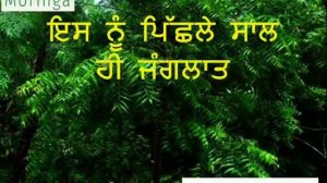 Benefits Of SohanjnaTree | Moringa ਸੁਹੰਜਨੇ ਦੇ ਲਾਭ | ਜਰੂਰ ਸੁਣਿਉ