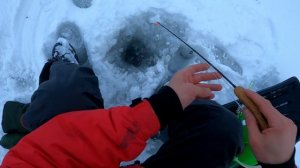 Много окуня!!!))Зимняя рыбалка на ладоге 2021-2022)окунь на балансир и блесну!)деревня Лаврово)