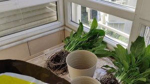 Срочная Пересадка Спатифиллума в Ноябре