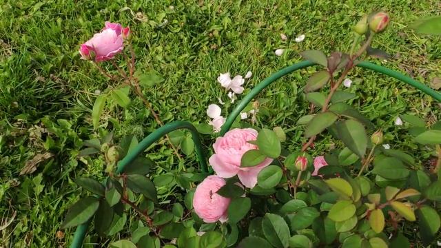 Розы в Подмосковье. The Alnwick Rose (David Austin) смотреть онлайн