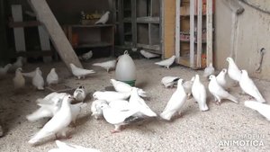 Канибализм у голубей! Причина расклева птенцов?