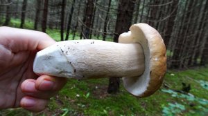 Белые грибы продолжают наступать! В Калужской - корзина белых пополам с лисичками. Уже есть шляпуны!