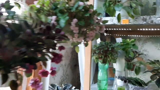 Трейлерные фиалки, фиалки в Одессе /ампельные фиалки. смотреть онлайн