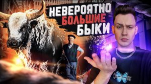 Быки которые выходят за понимание своим размером