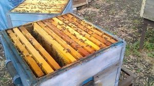 Подготовка пчел к зимовке - первая часть