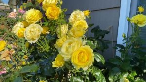 Julia Child Floribunda Rose