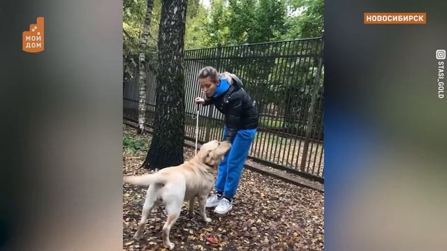 КАК НЕЗРЯЧАЯ ДЕВУШКА С СОБАКОЙ-ПОВОДЫРЕМ СТАЛИ ГЕРОЯМИ СОЦСЕТЕЙ