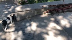 В жару приходится поливать и деревья и французских бульдогов ?