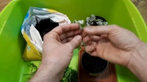 Традесканция. Размножение. Черенкование традесканции вариегатной