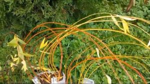 Отзыв от покупателя. Саженцы сортовой ивы из питомника ТВЕРСКАЯ ИВА.