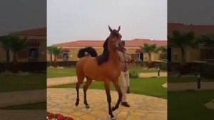 Арабские скакуны, из Египта