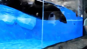 Прикольный морской лев в Сочи